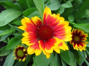 blommor-054.jpg