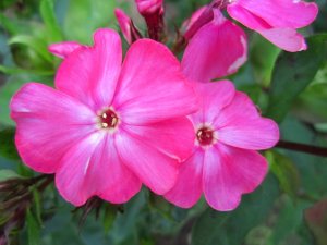 blommor-063.jpg