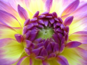 blommor-047.jpg