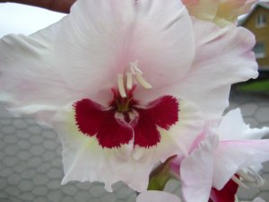 blommor-033.jpg
