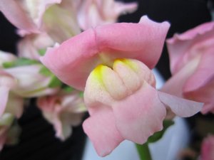 blommor-015.jpg