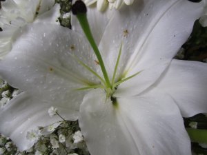 blommor-022.jpg