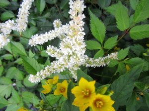 blommor-070.jpg