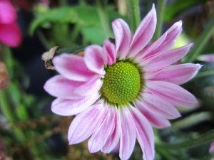 blommor-017.jpg