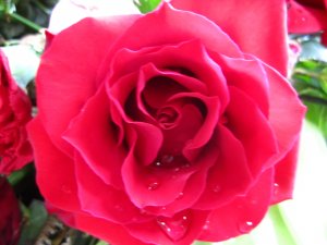 blommor-018.jpg