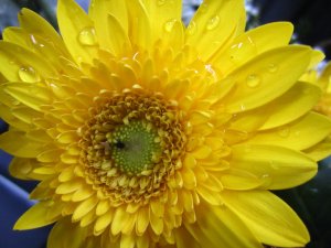 blommor-024.jpg