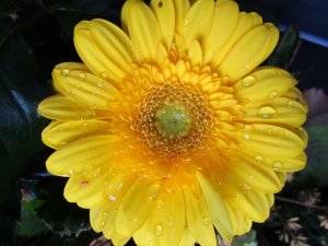 blommor-029.jpg
