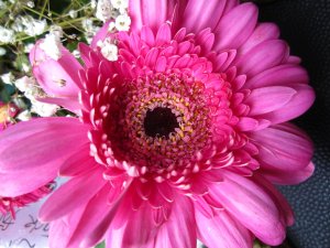 blommor-014.jpg