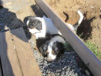 sussas-bilder-003.jpg