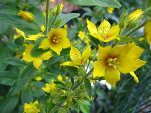 blommor-069.jpg