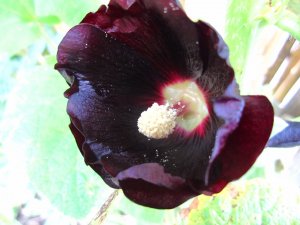 blommor-003.jpg