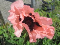 sussas-bilder-016.jpg