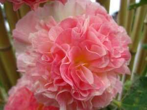 blommor-001.jpg