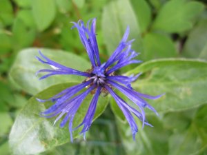 blommor-073.jpg