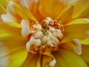 blommor-051.jpg