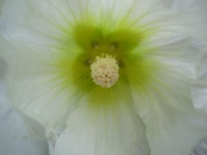 blommor-009.jpg