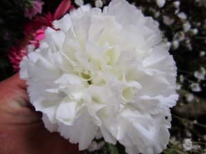 blommor-016.jpg