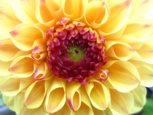blommor-042.jpg