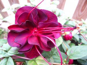 blommor-037.jpg