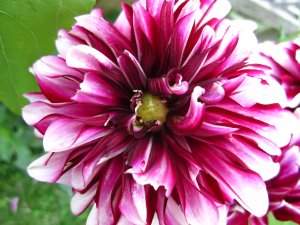 blommor-052.jpg