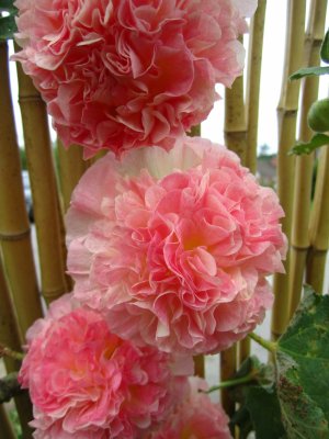 blommor-002.jpg