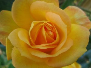 blommor-007.jpg