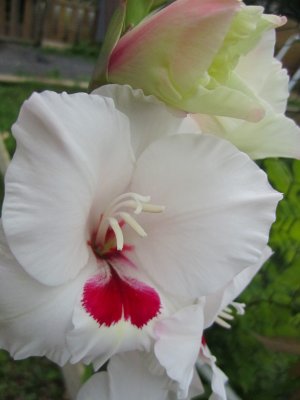 blommor-039.jpg