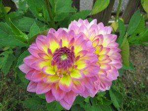 blommor-045.jpg