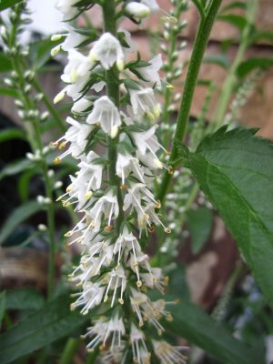 blommor-074.jpg