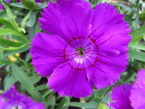 blommor-059.jpg