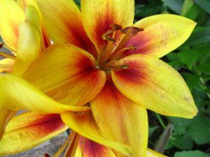 blommor-062.jpg