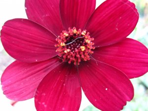blommor-064.jpg