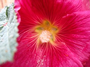 blommor-005.jpg