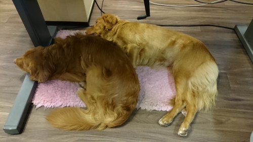 Hundar på jobbet