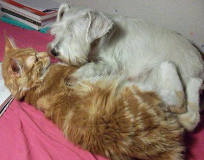 katt-och-hund.jpg