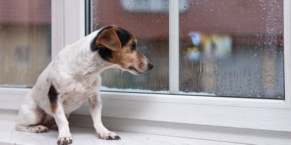 fönsterbänk i sten med hund