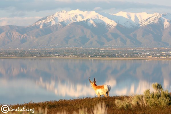 emelieering-antelopeisland.jpg