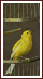 The Miners Canary