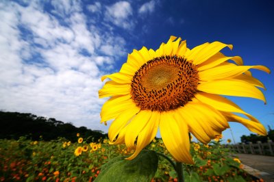 sun-flower.jpg