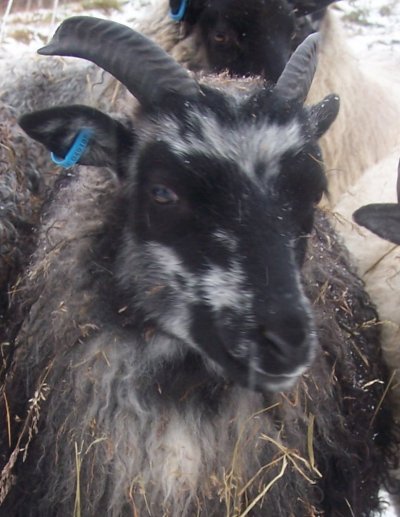 lamm-mm-001.jpg