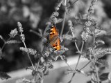 mini-olympus-kameran-713-webb-sv.jpg