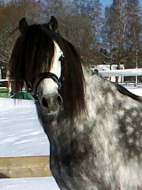 zelle-sidan-huvud-s.jpg