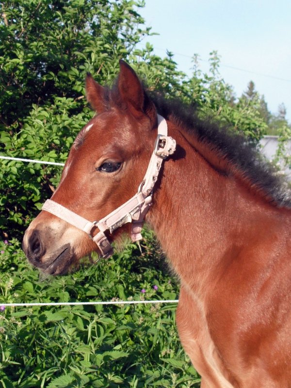 zunitha-huvudprofil.jpg