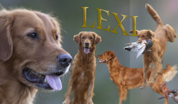 /lexicollage.jpg
