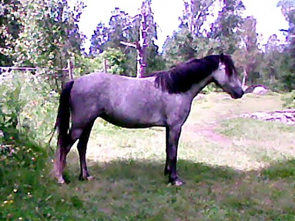 lazzie-sidan-130617.jpg