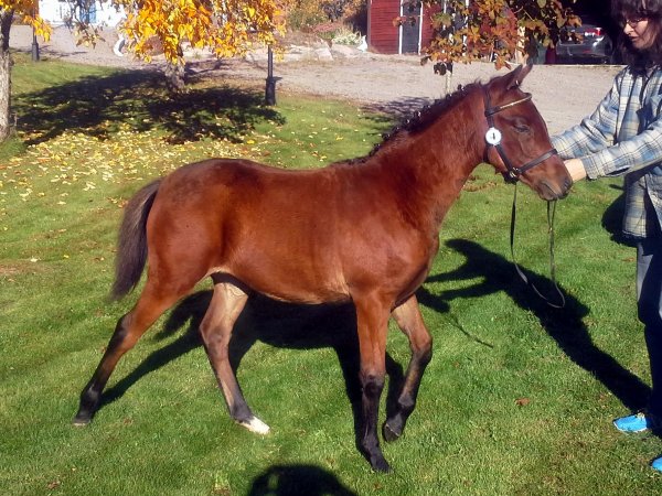 zunitha-efter-visning-gar-131013.jpg