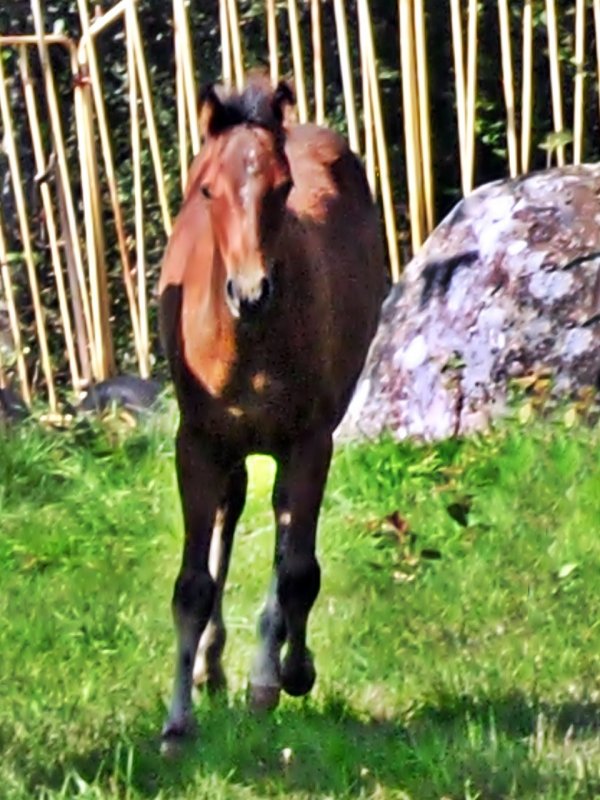 zunitha-kommer-i-galopp-130828.jpg