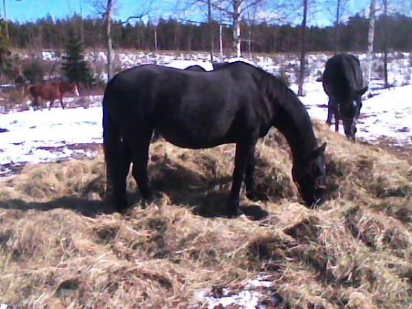 never-draktig-130330.jpg