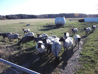 fåren ute 2012-10-27