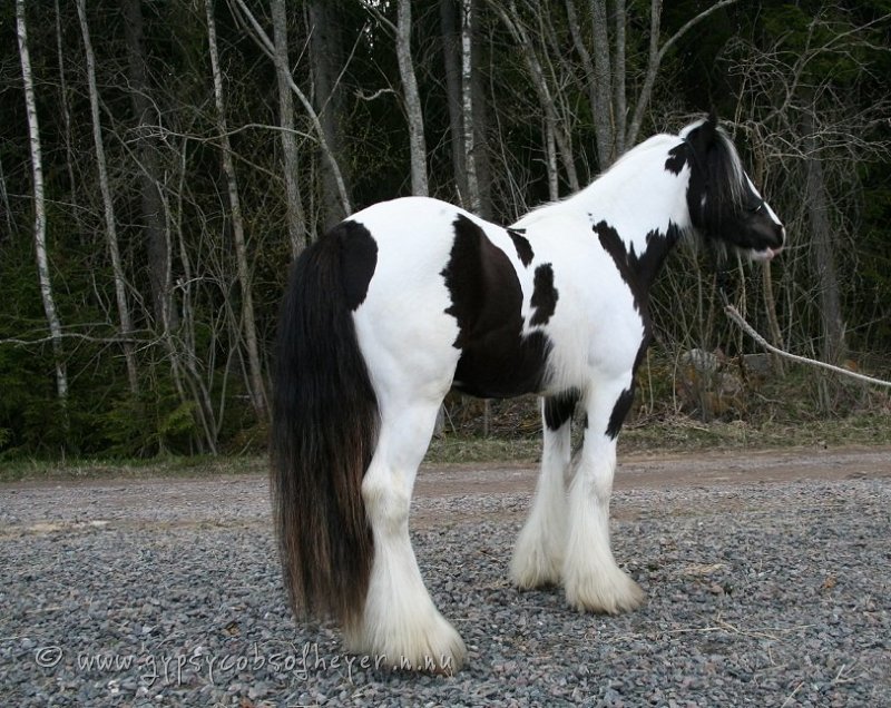 annonsbild4.jpg